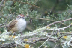 Rhynchospiza strigiceps