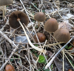 Psathyrella