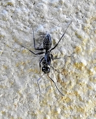 Camponotus niveosetosus