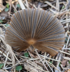 Psathyrella