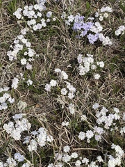 Phlox oklahomensis
