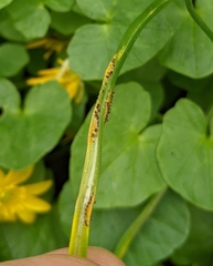 Puccinia liliacearum