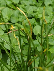 Puccinia liliacearum