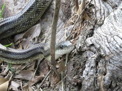 Pantherophis alleghaniensis