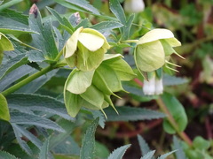 Helleborus bocconei