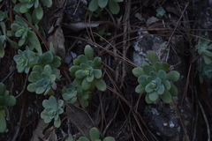 Sedum palmeri