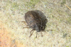 Podops inunctus