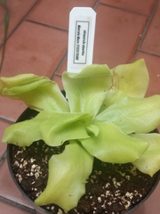 Pinguicula gigantea
