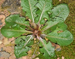 Taraxacum obovatum