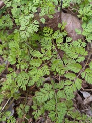 Anthriscus cerefolium