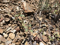 Acanthomintha lanceolata