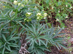 Helleborus bocconei