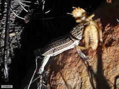 Pedioplanis burchelli