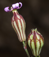 Silene secundiflora