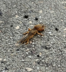 Gryllotalpa vineae