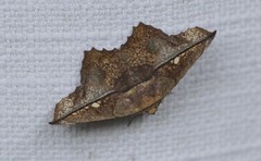 Polyacme dissimilis