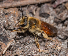 Andrena erythrogaster