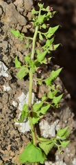 Scrophularia arguta