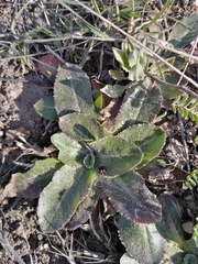 Hypochaeris maculata