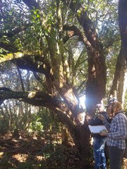 Nectandra grandiflora