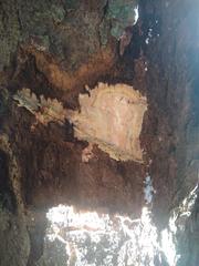 Nectandra grandiflora