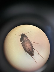 Anisodactylus rusticus