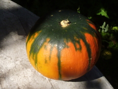 Cucurbita