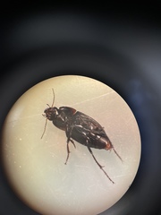 Anisodactylus rusticus