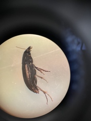 Anisodactylus rusticus