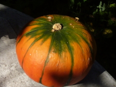 Cucurbita