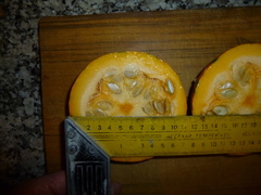 Cucurbita