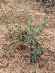 Monnina linearifolia