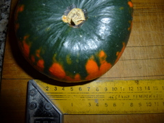 Cucurbita