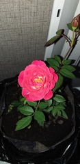 Rosa