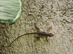 Anolis sagrei