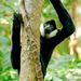 Crested Gibbons - Photo (c) Josh More, some rights reserved (CC BY-NC-ND)