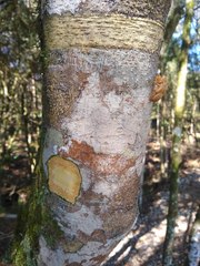 Erythroxylum deciduum