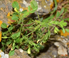 Ononis ornithopodioides