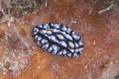 Phyllidiidae