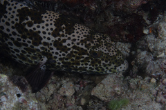 Plectropomus areolatus