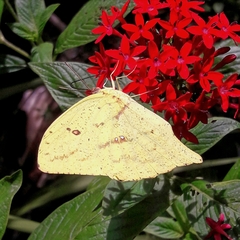 Phoebis neocypris neocypris