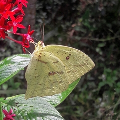 Phoebis neocypris neocypris