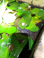 Melanochelys trijuga