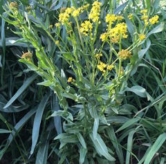 Isatis tinctoria