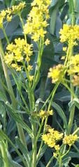 Isatis tinctoria