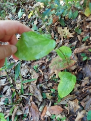 Smilax pumila