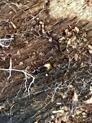 Mioptachys flavicauda