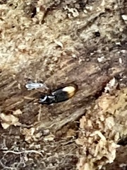 Mioptachys flavicauda