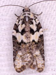Acleris variana
