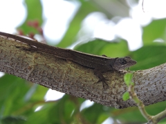 Anolis sagrei